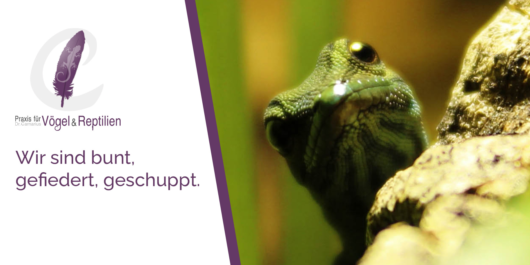 Teaserbild Praxis für Vögel und Reptilien Mandy Carnarius